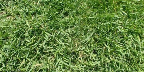 Zoysia Grass Facts Maintenance And Comparison Progardentips Cesped