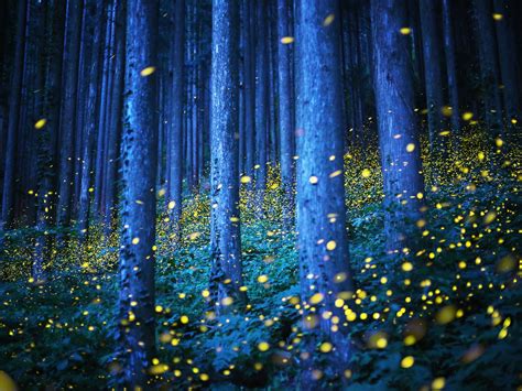 These Dazzling Long Exposures Capture Japans Fireflies With Images