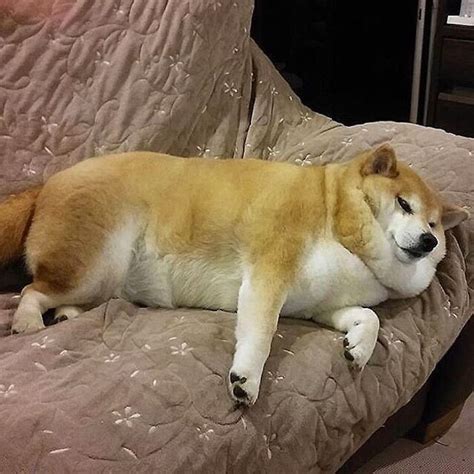 Shiba Cheems Meme Dog Balltze Shiba Inu Fat Dogs Cute Puppies
