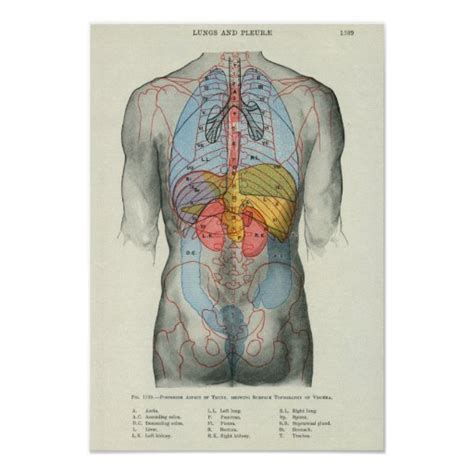 It runs from the neck to the upper back. Human Surface Anatomy Relation to Organs Poster | Zazzle
