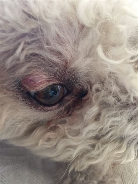 My Dog Has A Cyst On His Upper Eyelid We Thought It Was A Lump But It