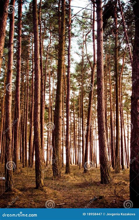 Pine Tree Wood Royalty Free Stock Photography Image 18958447