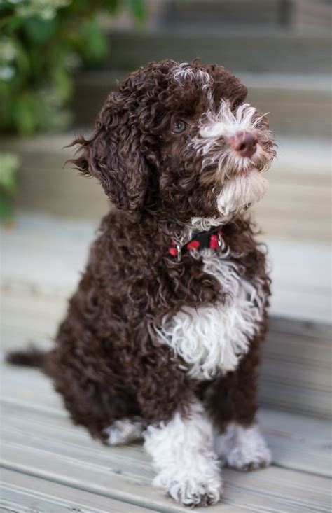 Female lagotto romangnolo puppy for sale available from next litter in 2020 from a registered breeder. Tosca 10 weeks | Lagotto romagnolo puppy, Dogs, Dog breeds
