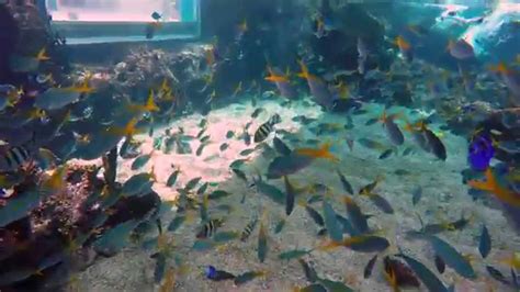 Thrills and spills await at adventure cove waterpark! Resorts World Sentosa Adventure Cove Rainbow Reef 4K 30FPS ...