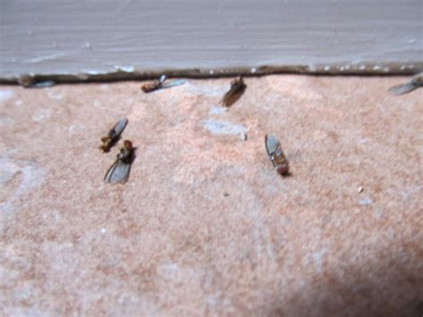 Arizonas Termite Expert Drywood Termites In Phoenix
