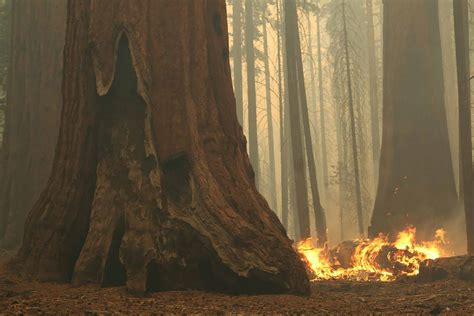 California Wildfires Killed Thousands Of Giant Sequoias