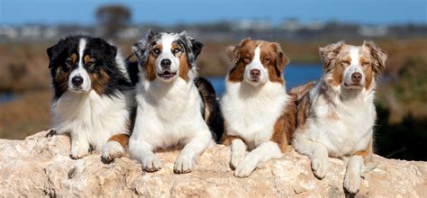 Australian Shepherd - Breed Information and Pictures - Canine Animalinfo