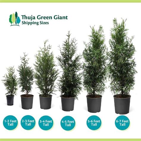 Thuja Green Giant Arborvitae Spacing And Growth Rate