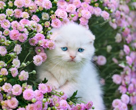Scottish Fold Kitten ⬇ Stock Photo Image By © Vvvita 53024933