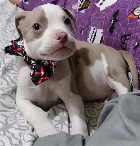 Itty Bitty Dressed Up Pitty How Lovely Pitbulllove Pitbullpictures