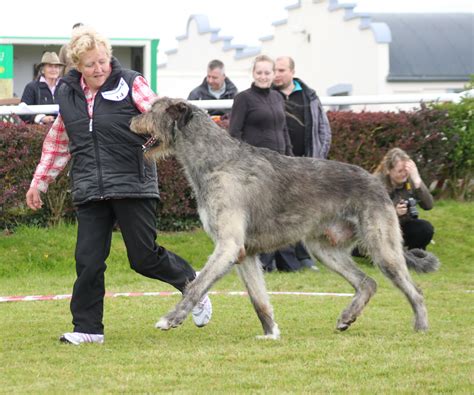 Long haired great dane more than likely a dane/irish wolfhound mix. Irish Wolfhound History, Personality, Appearance, Health ...