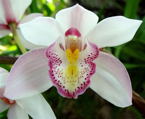 Semana Do Meio Ambiente Botânico Sedia Show De Orquídeas Notícias