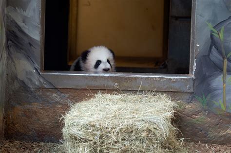 Welcome To Zoo Atlanta Atlanta Zoo Panda Cam Panda