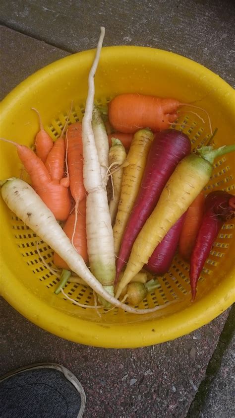 The Beautiful Colours Of My Heirloom Carrots Rgardening