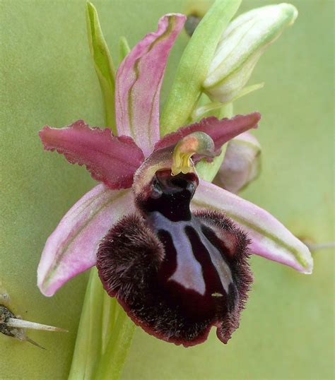Ophrys Sipontensis L Ophrys Sipontensis Sicuramente è Una  Flickr