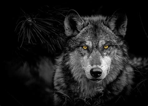 Creatures of the Night: Wolves!