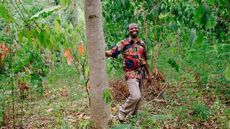 Les arbres plantés par Ecosia survivent-ils