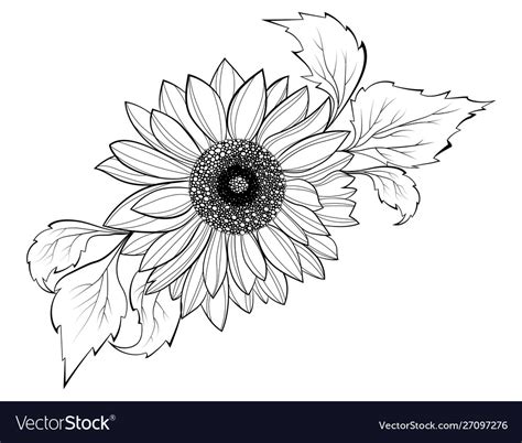 Sunflower Flower Black And White Royalty Free Vector Image