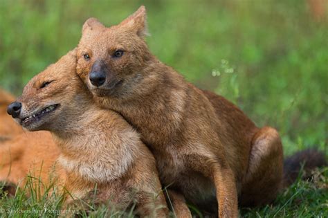The Dhole Is A Canid Native To Central South And Southeast Asia