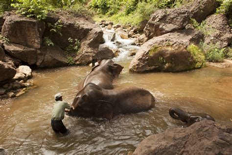 Tourism Supports Wildlife Conservation In Myanmar