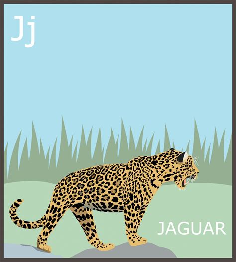Letter J Jaguar Alphabet Free Stock Photo Public Domain Pictures