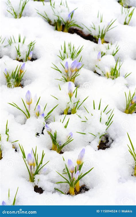 Crocus Flowers Covered With Snow Stock Photo Image Of Early Green