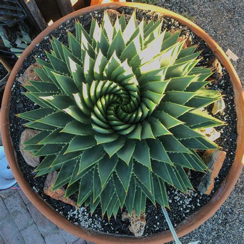 "Stunning Aloe polyphylla at Terra Sol Nursery in Goleta, CA" by
