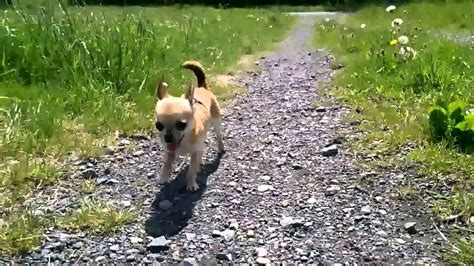 Very Tiny And Cute Chihuahua Gets Too Hot YouTube