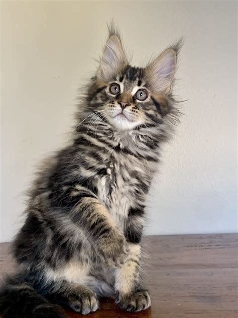 Konakats Maine Coons Registered Maine Coon Breeders