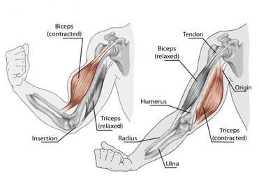 Others are named for their location, brachioradialis, or their. Muscle Movement, Types, & Names - The Muscular System