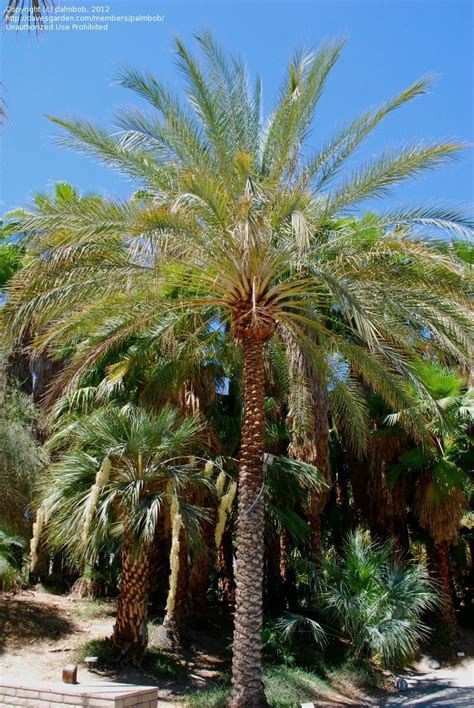 Your date palm trees california stock images are ready. PlantFiles Pictures: Date Palm 'Deglet noor' (Phoenix ...