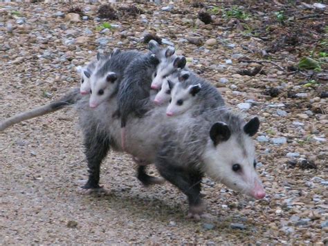 Springtime Babies Opossums — Porter County Parks And Recreation