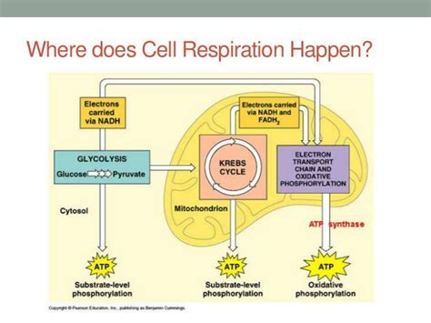 In what cell organelle does cellular respiration occur a lysosome b from science 1214 at bacon county high school Photosynthesis and Cellular Respiration - Diagram of The ...