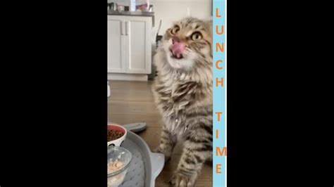 Hungry Kitten Enjoying Lunch Youtube
