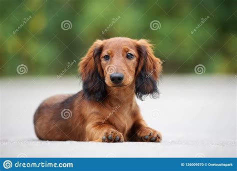 Long Haired Dachshund Puppy Posing Outdoors Stock Photo Image Of