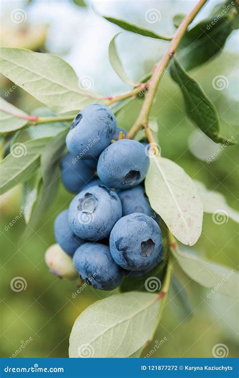 Big Blueberries In The Garden Stock Photo Image Of Purple Beautiful