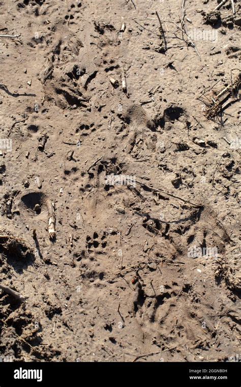 Animal Tracks In The Mud Stock Photo Alamy