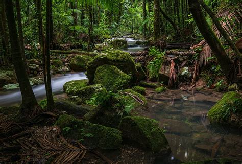 1920x1080px 1080p Free Download Mossy Jungle Stream Trees Streams