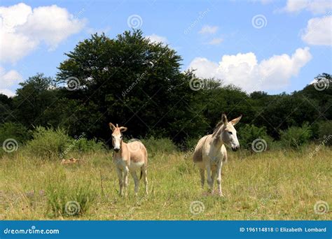 Two Donkeys In A Green Field Trees Behind White Clouds In The Sky