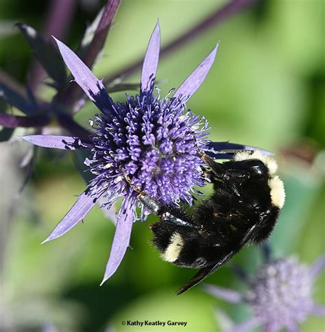A Very Hungry Bumble Bee Bug Squad Anr Blogs