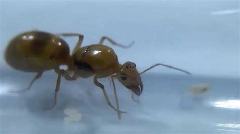 Honeypot Ant Myrmecocystus Mexicanus Queen Youtube