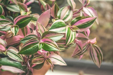 Wandering Jew Types Care And Propagation