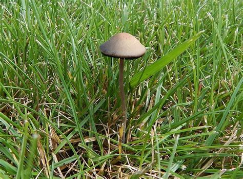 Panaeolus Fimicola Magic Mushrooms Frshminds