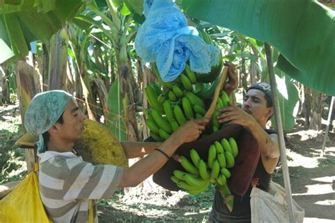 From Farm To Store How We Grow And Harvest Our Bananas Asda Corporate