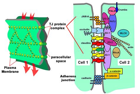 Tight Junctions Occluding Junctions