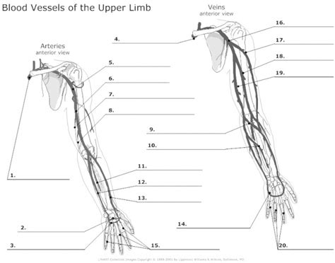 Upper Limb Arteries And Veins — Printable Worksheet