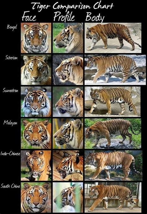 Types Of Tigers Interesting Things Pinterest Tigers And Types Of