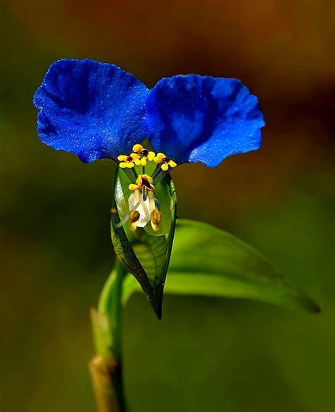 Természet fotók: Kék virágok
