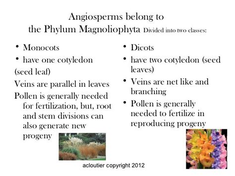 Flowers The Angiosperm Powerpt2012