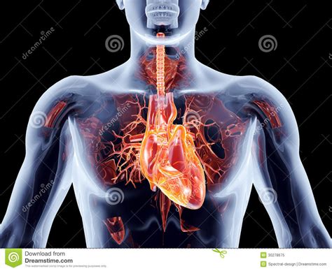 Organes internes - coeur illustration stock. Illustration du ...